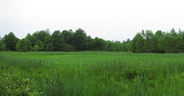 An open wetland with some cattails in the foreground, forest in the background, all lush and green