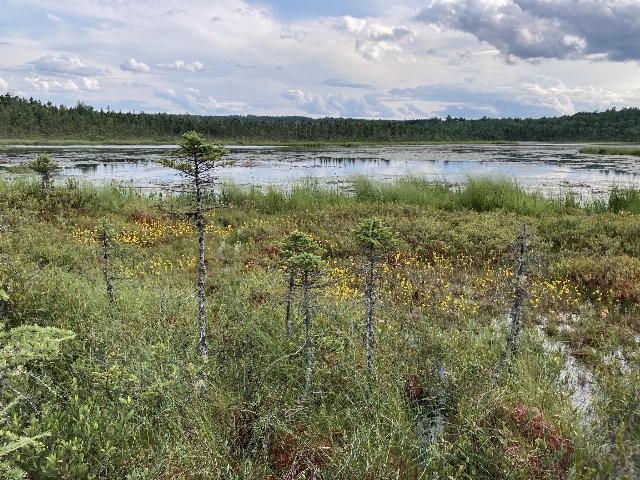 wetland with open water behind, low vegetation in foreground, with extremely stunted conifers