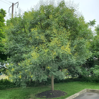 Goldenrain Tree