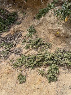 a dull green succulent growing on a slope with eroding, exposed soil