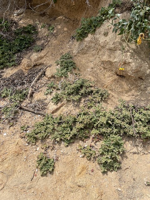 a dull green succulent growing on a slope with eroding, exposed soil