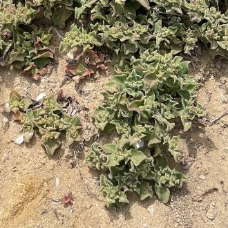 a dull green succulent growing on a slope with eroding, exposed soil