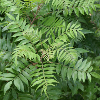 Winged Sumac